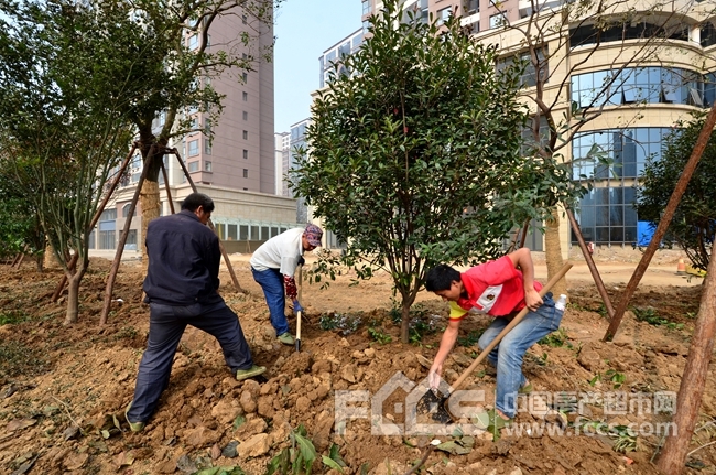 2021年苗木种植行业市场现状及规模预测