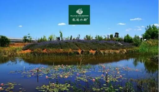 滕州市龙腾水郡:走进龙腾水郡 方知深秋韵致