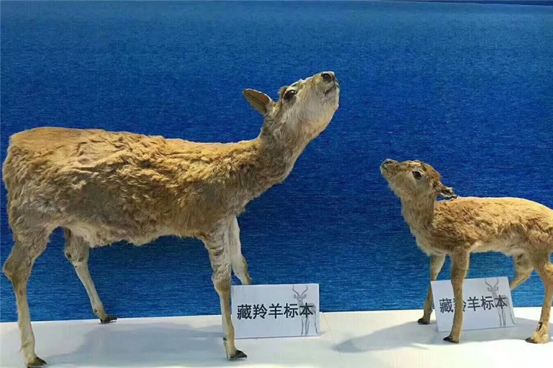 融汇版图携两层实木地板实力亮相中国国际地板展(图10)