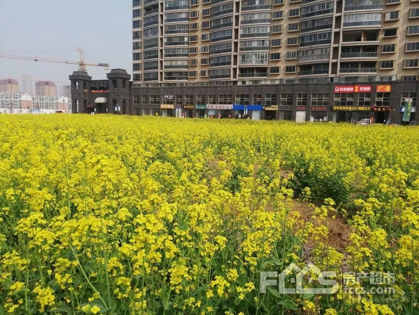 枣庄凯润花园:人间四月芳菲尽 凯润樱花始盛开